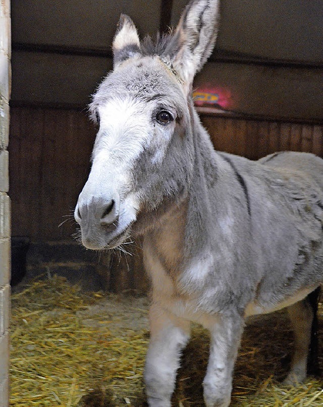 &#8230; hat Eselin  Liese vor Weihnachten Obdach gefunden.  | Foto: Jochen Fillisch