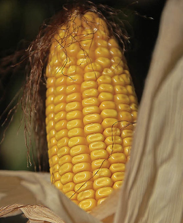 Genvernderter Mais gehrt zum Sortiment von Syngenta.  | Foto: dpa