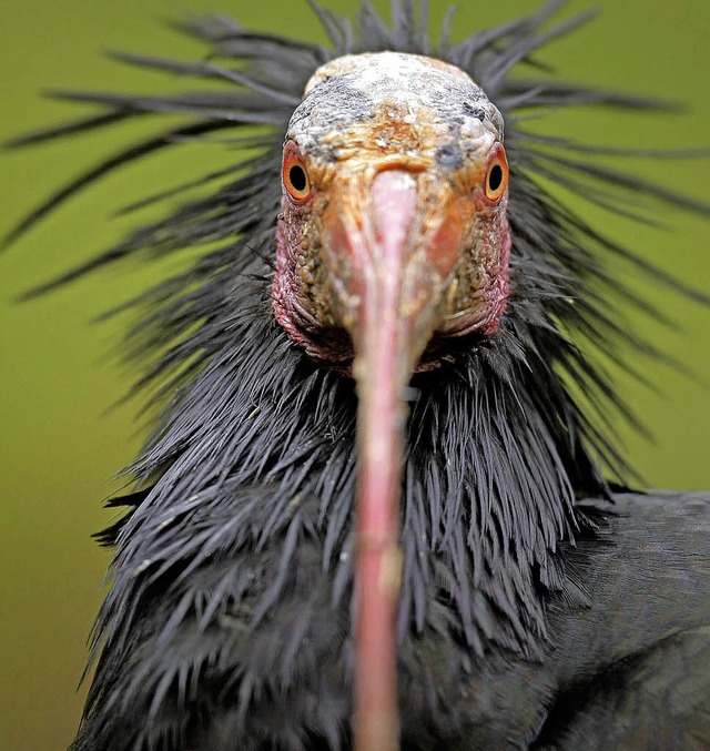 Hsslich, aber gesellig &#8211; der Waldrapp oder Schopfibis   | Foto: dpa