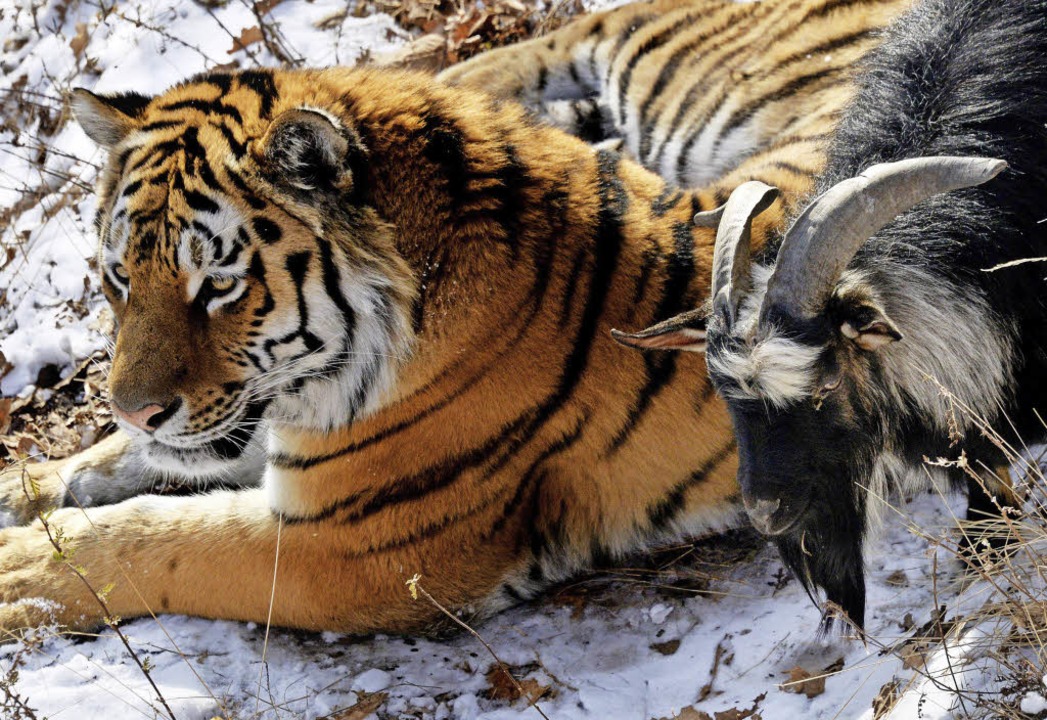 Gute Kumpel: Tiger Amur und die Ziege Timur    | Foto: dpa