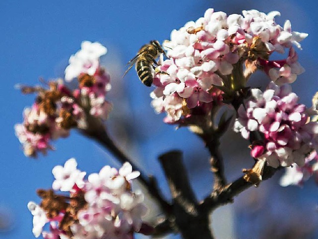 Die Natur spielt verrckt: Mancherorts...och &#8211; oder wieder &#8211; aktiv.  | Foto: dpa