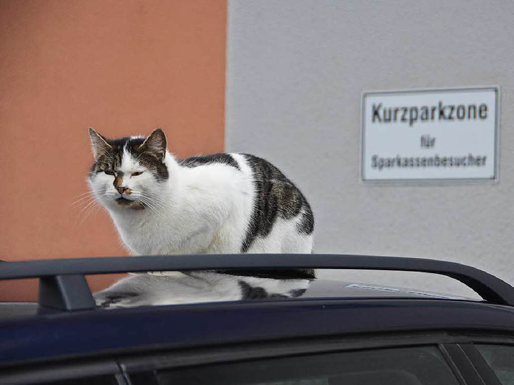Januar: Das ist doch mal was: eine Katze auf dem Autodach – in der Kurzparkzone fr Sparkassenbesucher.