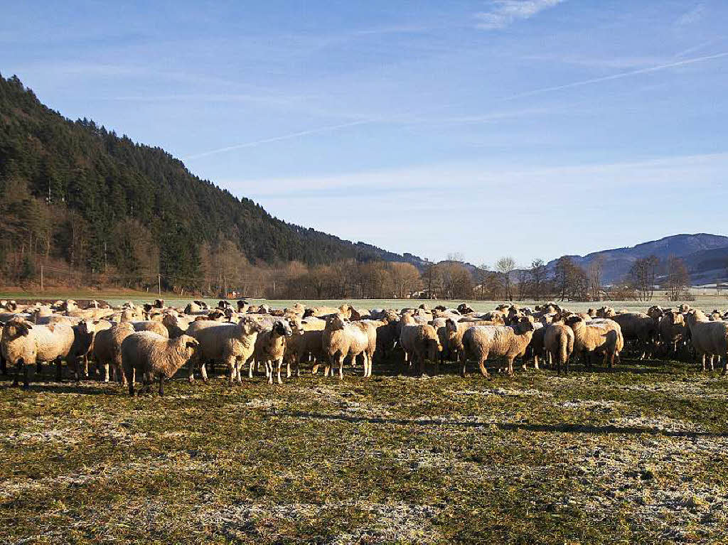Januar:Schafherde mit ca 800-1000 Tieren auf der Durchreise grast aufeiner Wiese bei Bleibach.