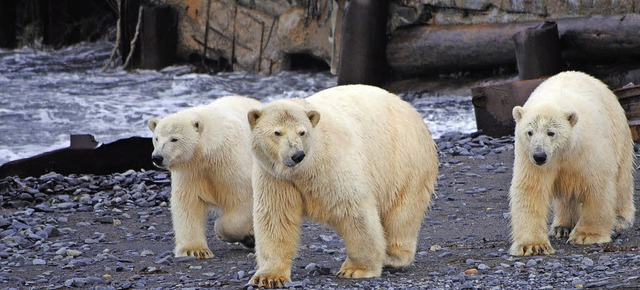 Eisbren sind wegen des Verlustes  ihres Lebensraums vom Aussterben bedroht.   | Foto: WWF Russland