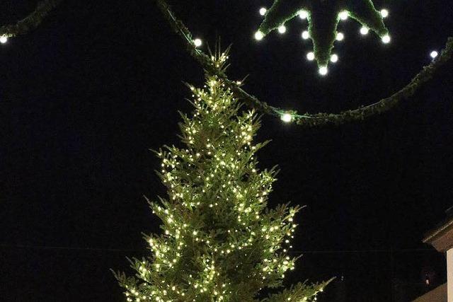 Weihnachtsbaum aus Waldkirch soll 2017 in Berlin werben