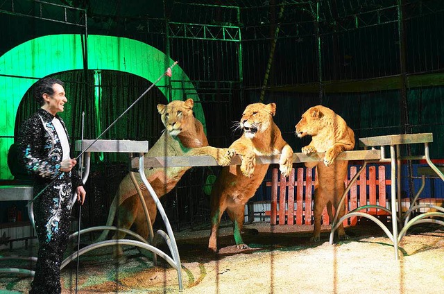 Tiertrainer Christian Walliser mit seinen Lwen  | Foto: Martin Wunderle