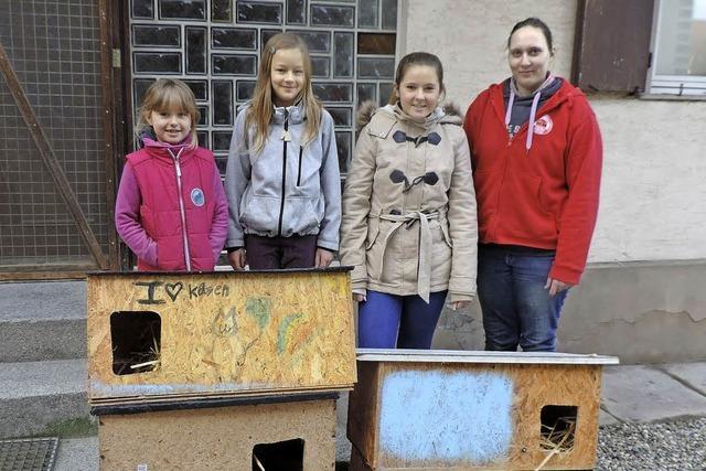 Junge Tierfreunde helfen verwilderten Hauskatzen