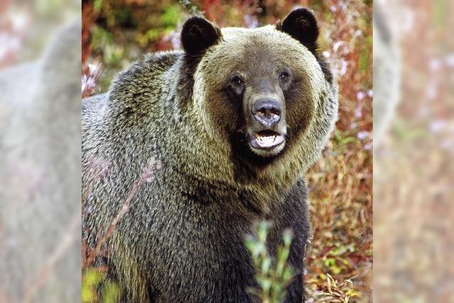 Es gibt mehr Grizzlys - und deswegen auch mehr Chancen, ihnen zu begegnen