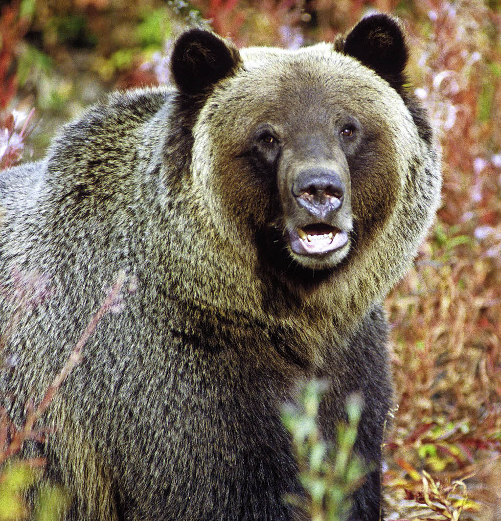 Es gibt mehr Grizzlys - und deswegen auch mehr Chancen, ihnen zu ...