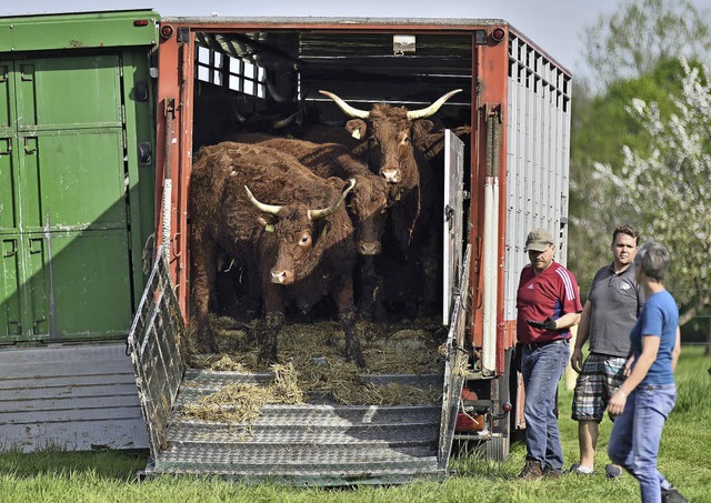 Ankunft  einer Weiderindherde mit Chan...8220; im Taubergieen wird gestartet.   | Foto: Thomas Kaiser/Gemeinde Kappel-Grafenhausen