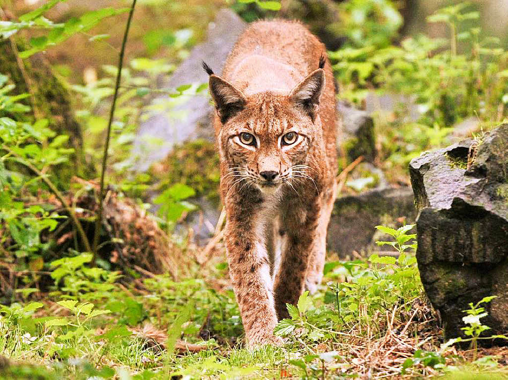Der Luchs erobert sich 2015 den Schwarzwald als Lebensraum zurck. Im Sommer streift er vor allem durch die Wlder des Elztals. Freiburger Wildtierkologen verfolgen seine Route ber einen angebrachten Peilsender.