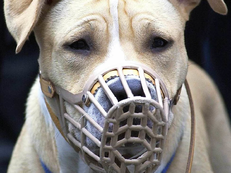 Fr die Prfung von Kampfhunden muss Herrchen knftig mehr bezahlen.  | Foto: dpa