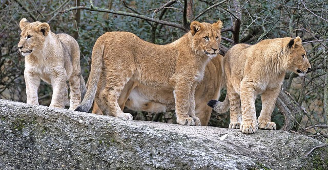 Die drei jungen Lwen im Basler Zoo sind in Hochform.   | Foto: Torben Weber