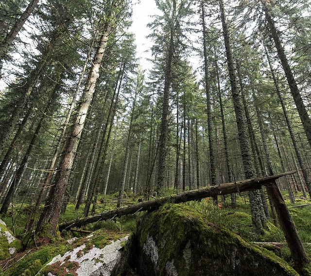Ein Teil des Waldes soll nicht mehr wirtschaftlich genutzt werden.   | Foto: dpa