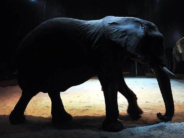 Umstritten: Elefanten im Zirkus.  | Foto: Thomas Kunz