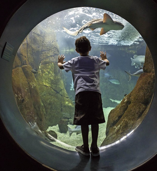 Familientauglich: das Aquarium von Honolulu  | Foto: dpa-tmn