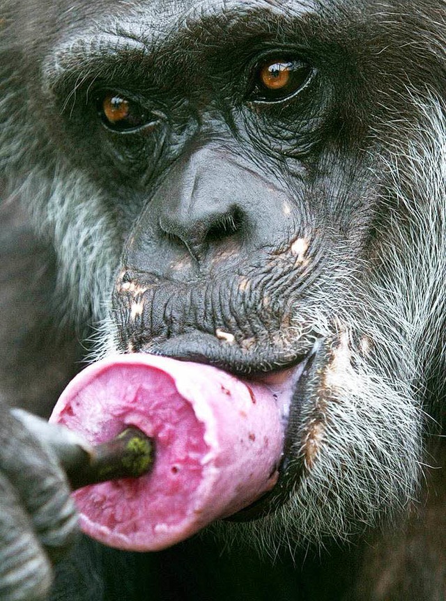 Zooschimpansen lieben Eis  &#8211; in ...bar Alkohol ebenfalls nicht abgeneigt.  | Foto: Uli Deck