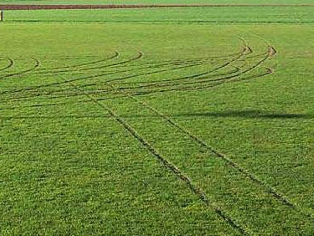 Tiefe Fahrspuren haben sich in den wei...Trainingsplatz mit dem Auto zugesetzt.  | Foto: SV Forchheim