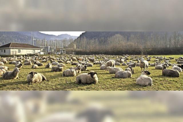 Rastplatz fr Schafe auf der Durchreise