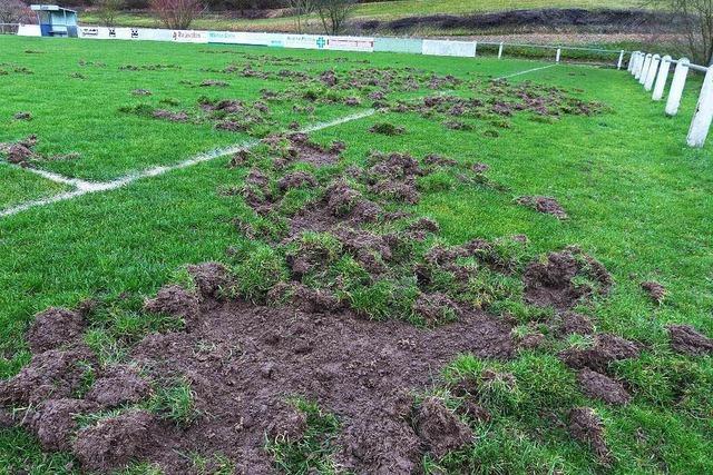 Wildschweine verwsten Heimbacher Sportplatz