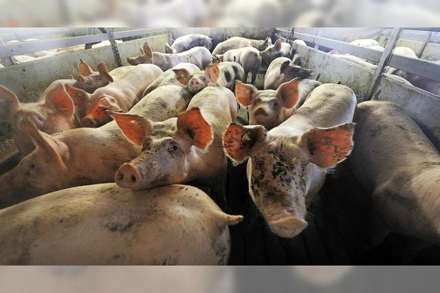 Fleischfabrikanten setzen weiter auf riesige Mastanlagen