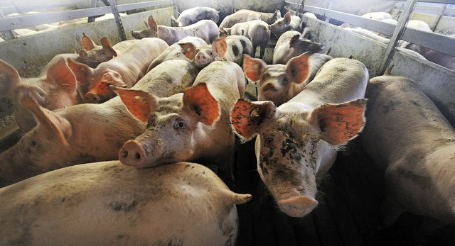 Alles so eng &#8211; Schweine in einem Mastbetrieb in Schleswig-Holstein   | Foto: dpa