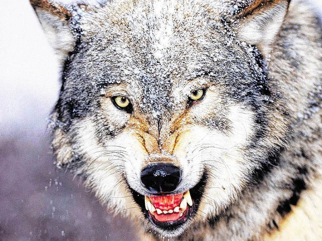 War es wirklich ein Wolf, der den Mann gebissen hat?  | Foto: bz