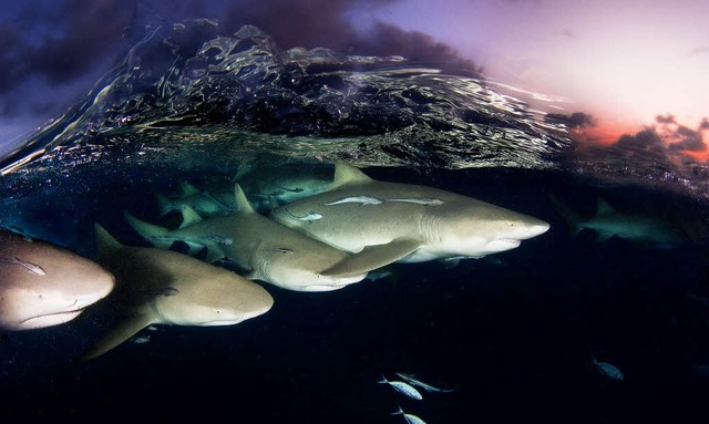 Auergewhnliche Perspektiven: Unterwasseraufnahme von  David Doubilet  | Foto: Doubilet