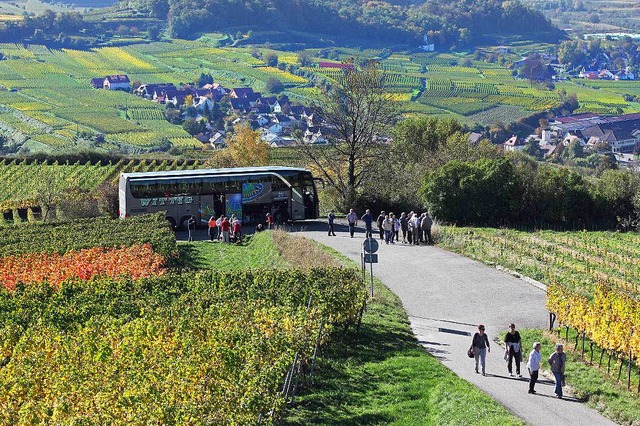 Natur und Wein schtzen die Touristen am Kaiserstuhl besonders.  | Foto: Hans-Peter Ziesmer