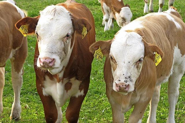 Landwirte sehen sich ins Hintertreffen geraten