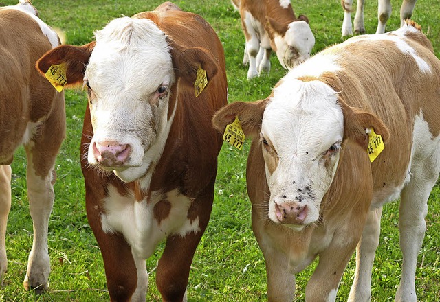 Es gibt kaum noch Milchviehhalter im L...isch macht den Landwirten zu schaffen.  | Foto: Jutta Schtz