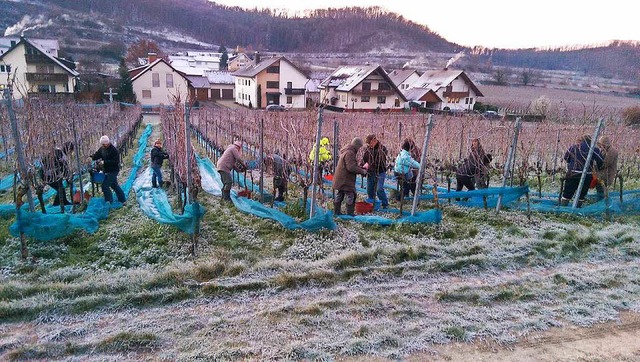 Eisweinlese am  Achkarrer Schlossberg  | Foto: Privat