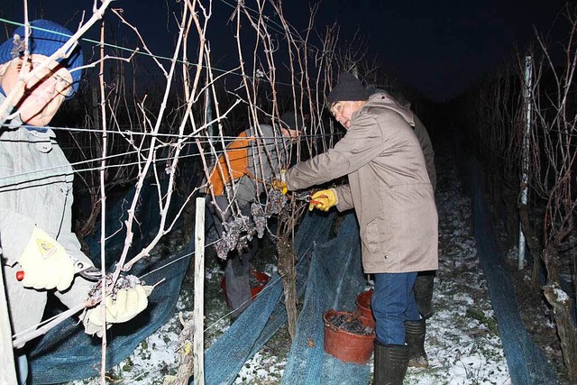 Eisige Nachtschicht: Die Eisweinlese d...ssenschaft begann noch bei Dunkelheit.  | Foto: privat