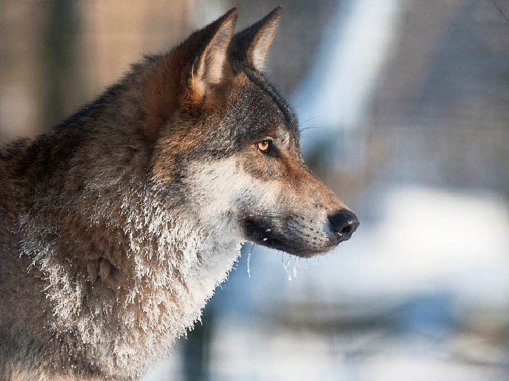 Winter in Zoo Berlin Winter in Zoo Berlin