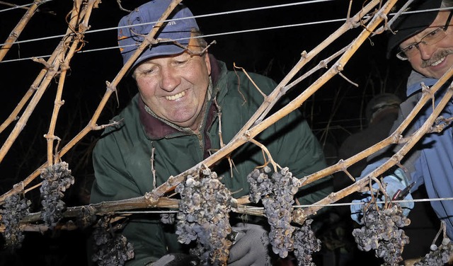 Gnter Bury und Helmut Bhler freuen s...r ideal fr die erhoffte Eisweinlese.   | Foto: Christel Hlter-Hassler