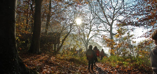 Ein Paradies fr Wanderer und Spazierg...thaushalt: Der Emmendinger Stadtwald.   | Foto: Gerhard Walser