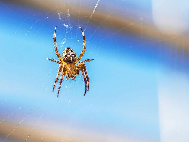 Kreuzspinnen gehren zu den hufigeren Mitbewohnern.   | Foto: andy Ilmberger (fotolia.com)