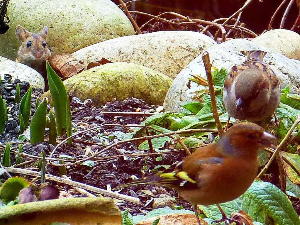 Motiv 3 (Februar): Tierleben in einem Emmendinger Garten