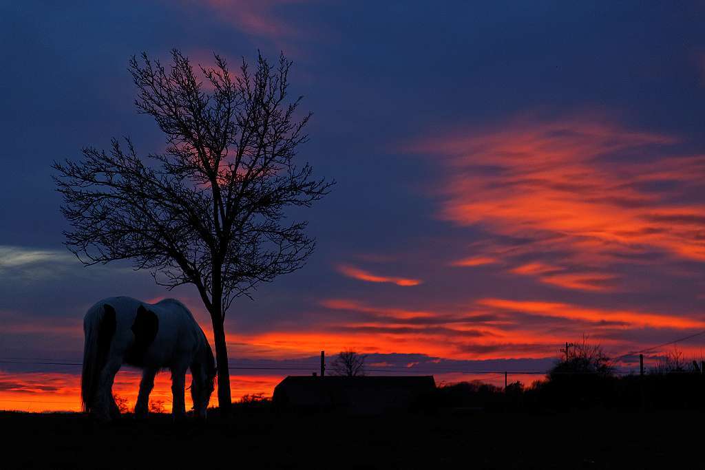 Motiv 4 (April): Freimter Pferd im Abendlicht