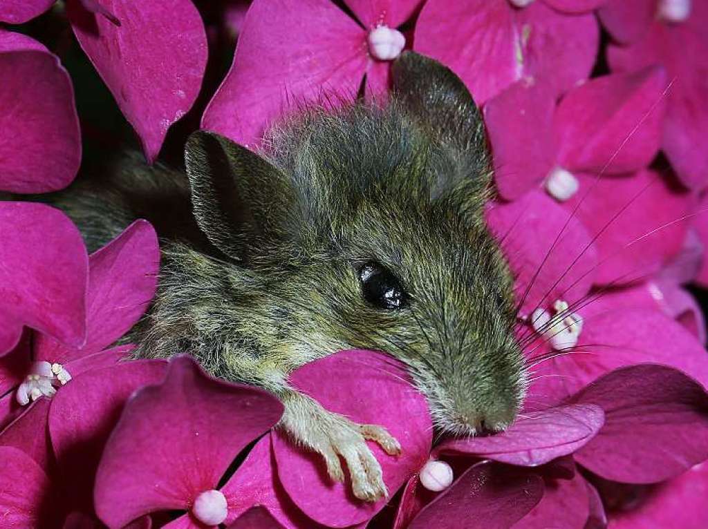 Motiv 6 (Juli): Eine Maus blickt aus der Blte einer Hortensie