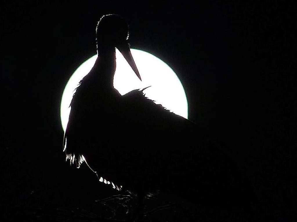 Motiv 7 (Juli): Weistorch vor Vollmond. Das Nest befindet sich auf dem Dach des Nimburger Rathauses.