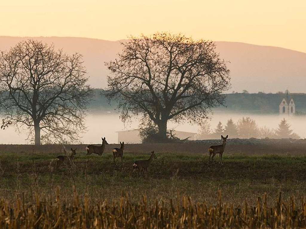 Motiv 8 (November): Rehe zwischen Wyhl und Forchheim