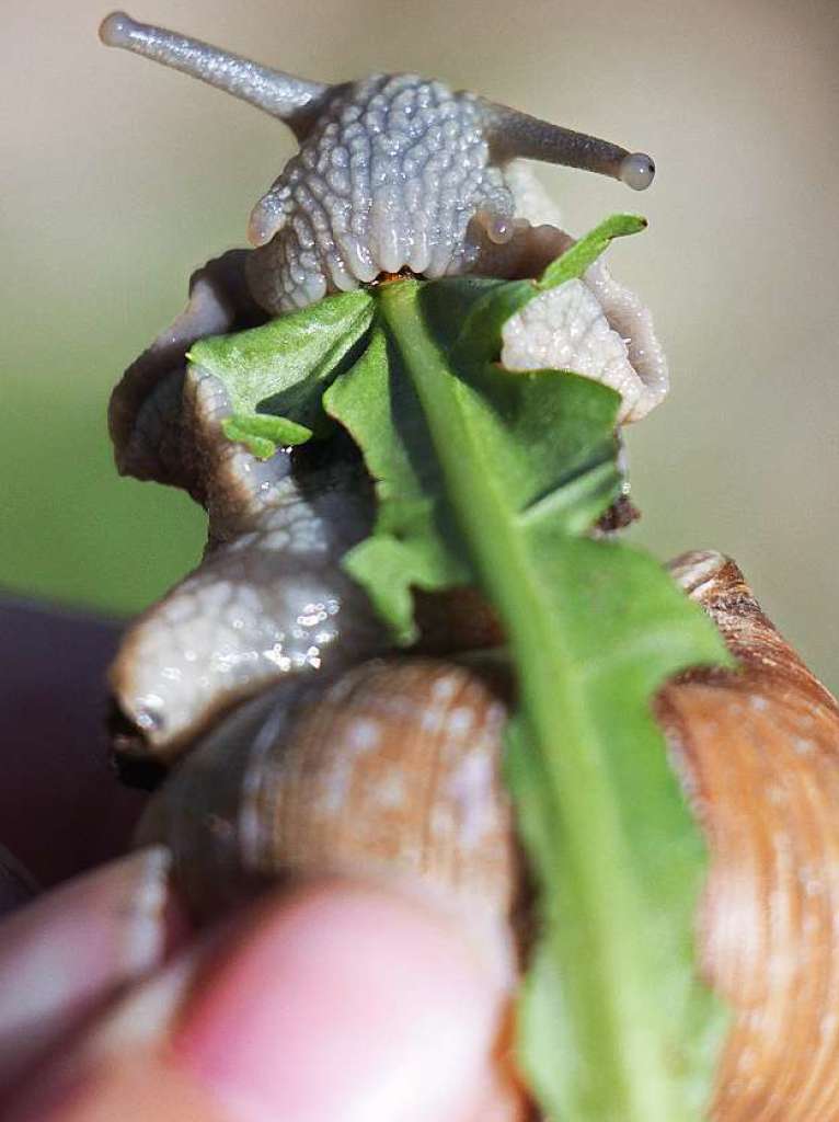 Motiv 12 (April): Weinbergschnecke im Garten