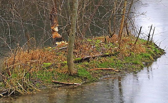 Auf der Flussinsel sind einige Biber-S...e auf gleicher Hhe abgefressen sind.   | Foto: Barbara Mutke/Felix Bergmann