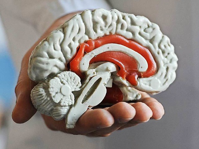 Sitz des Willens? Modell eines menschlichen Gehirns  | Foto: Deutsche Presse-Agentur