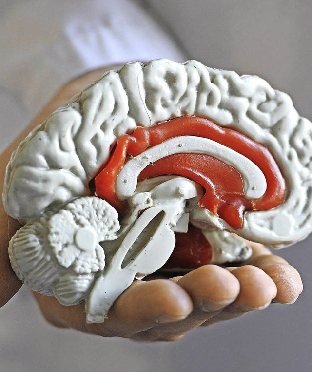 Sitz des Willens? Modell eines menschlichen Gehirns  | Foto: dpa