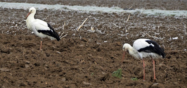 Endingen. Gleich drei Strche stolzieren ber diesen frisch gepflgten Acker.  | Foto: Roland Vitt