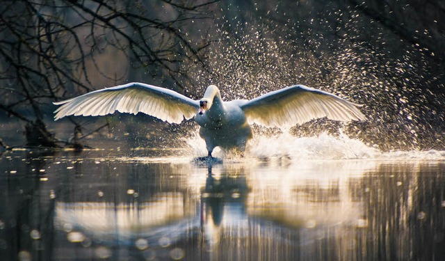 Frhmorgens im Winter: ein landender Hckerschwan auf der Elz in Wittenweier   | Foto: Michael Sauer