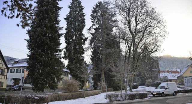 Im Hebelpark sollen die   grten Bum...geworden und stehen nicht mehr sicher.  | Foto: Markus Maier