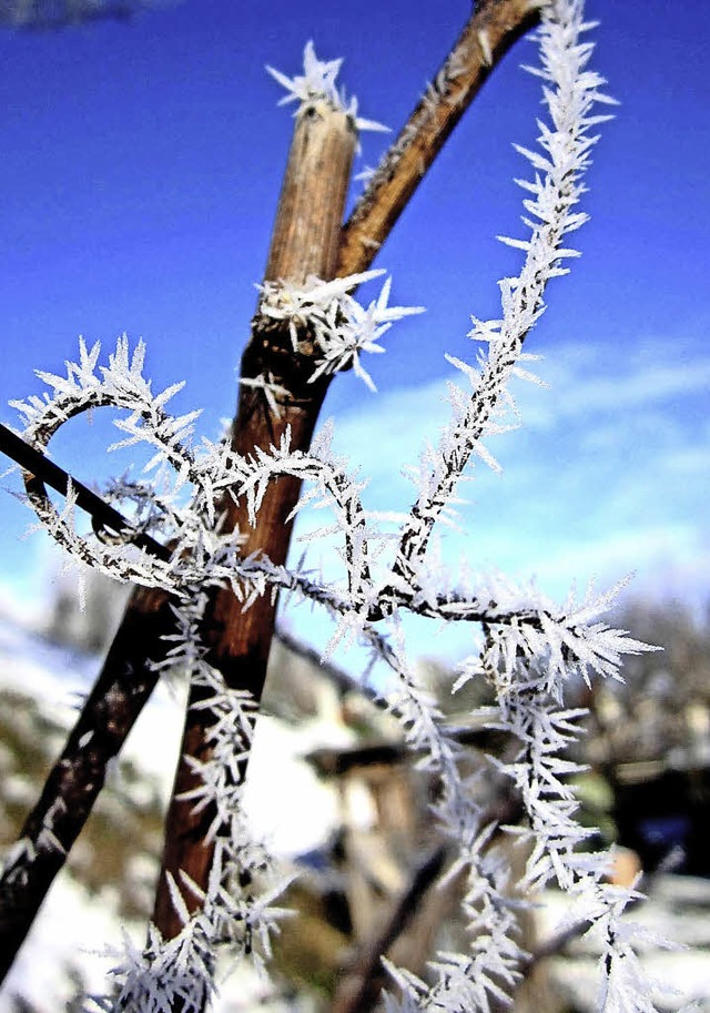 TRAUMHAFT schn hat der  Winter derzei...r aus Eisnadeln verwandelt hat.    rmn  | Foto: Reiner Merz